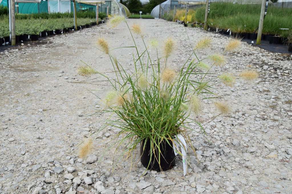 Pennisetum villosum ---